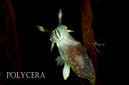 Polycera