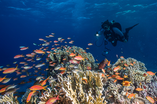 Corals, fish and a diver in the Red Sea