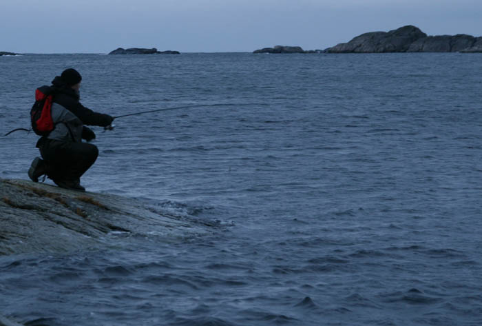 Sjøørret 3