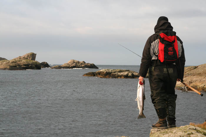 Sjøørret 8